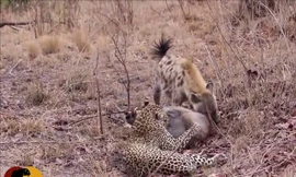 Linh cẩu đến 'ăn chực' bữa trưa của báo 