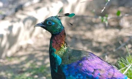 Những loài động vật tuyệt đẹp trên núi tuyết Hymalaya