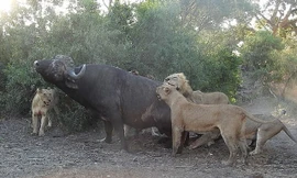 Bầy sư tử cùng nhau hạ sát trâu rừng.