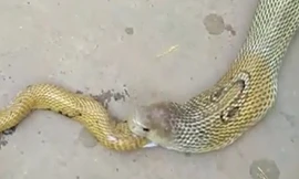 Kỳ dị cảnh con rắn hổ mang nôn ra con rắn hổ mang khác