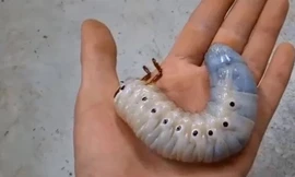 Tận mục quá trình lột xác của bọ cánh cứng khổng lồ