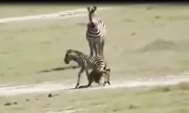 Ngựa vằn mẹ bất lực nhìn con bị linh cẩu giết hại