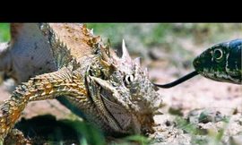 Thằn lằn chiến đấu với rắn để bảo vệ trứng