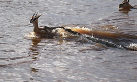 Vượt sông, linh dương chết thảm dưới hàm cá sấu