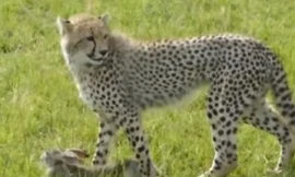 Bài tập săn mồi đầu tiên của báo con 