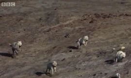 Màn rượt đuổi ngạt thở giữa bầy sói trắng và thỏ trắng 