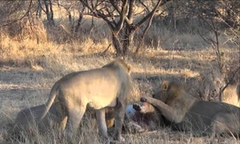 VIDEO: 4 sư tử đực tấn công 1 con sư tử cái