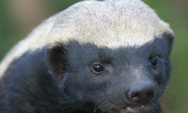 Lửng mật tấn công sư tử, 'vượt ngục' nhiều lần 