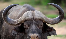 Màn quyết đấu không khoan nhượng của trâu rừng châu Phi