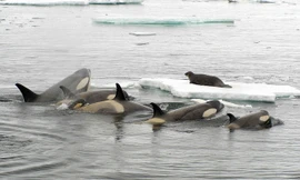 Cá voi sát thủ phá băng, quyết tâm vây bắt hải cẩu 