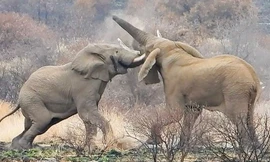 Cuộc chiến của 2 con voi.