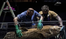 Các nhà cổ sinh vật học tin rằng, loài cá này đã chết vào cuối thời đại Mesozoi cho đến khi một cá thể sống được tìm thấy ở Nam Phi vào năm 1938.