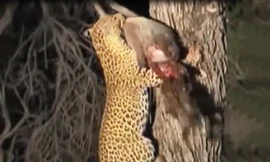 VIDEO: Những pha săn mồi dũng mãnh của loài báo