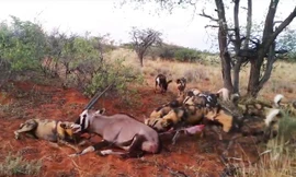 Clip: Đàn chó hoang hợp sức xé xác linh dương sừng kiếm