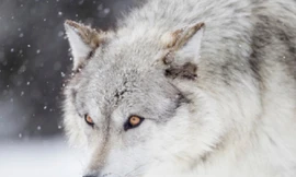 Sói tuyết tấn công và hạ gục bò rừng Bison