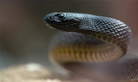 Mục sở thị loài rắn độc nhất thế giới