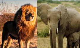 Màn thoát hiểm nghẹt thở của chú voi con mới sinh