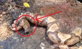 Đầu rắn độc đã đứt lìa vẫn tự cắn chính mình