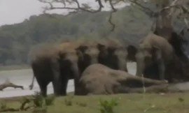 Bầy voi cùng nhau chia buồn bên cạnh xác voi đầu đàn.