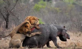 Những màn đại chiến giữa sư tử và hà mã