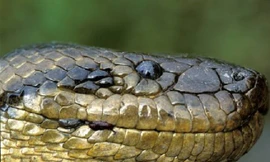 Trăn Anaconda, huyền thoại và sự thật 