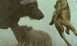 Trâu rừng húc sư tử.