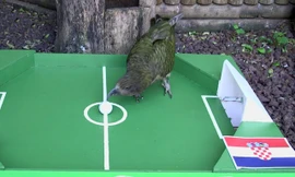 Chú vẹt Newton dự đoán Argentina thua Croatia.