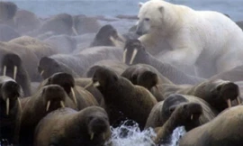 Clip: Cái kết ‘thê thảm’ giành cho gấu Bắc Cực phàm ăn