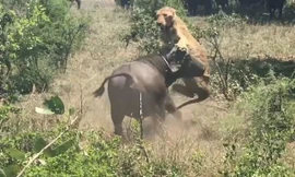 Trâu rừng húc văng sư tử lên không trung.
