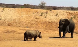 Voi châu Phi chịu 'nhún nhường' trước hai mẹ con tê giác