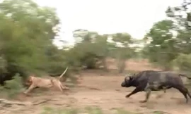 Cái kết 'nhục' của sư tử khi đuổi theo bầy trâu rừng