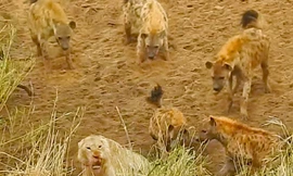 Clip: Sư tử tấn công đàn linh cẩu, giải cứu đồng loại