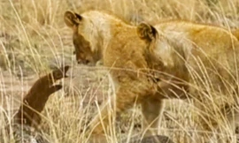 Cầy Mongoose chống trả sư tử.