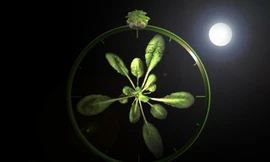 Thực vật điều chỉnh nhịp sinh học như thế nào?