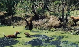 Thằn lằn khổng lồ đối đầu với đàn chó nhà