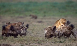 Bầy linh cẩu bao vây sư tử.