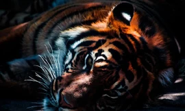 Top 10 loài động vật khỏe nhất hành tinh