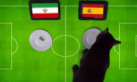 Tiên tri mèo Cass dự đoán Tây Ban Nha sẽ đánh bại Iran.