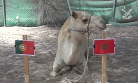 "Tiên tri" lạc đà dự đoán Bồ Đào Nha sẽ thua Morocco.