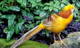 Top 5 loài chim đẹp nhất thế giới 