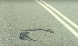 Màn đối đầu nghẹt thở giữa kỳ nhông và rắn độc trên đường cao tốc