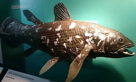 Hai con cá sủ vàng ở Cà Mau. Ảnh: Nhật Tân.