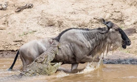 Vượt sông, linh dương đầu bò bị cá sấu sát hại dã man