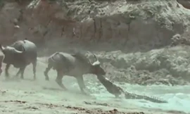 VIDEO: Bị cá sấu bắt, trâu rừng vẫn may mắt thoát chết