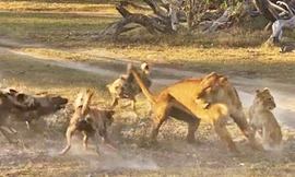 Sư tử cái tử chiến với đàn chó hoang để bảo vệ con