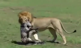Vừa chào đời, ngựa vằn con đã bị sư tử ăn thịt