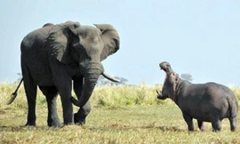 Đàn hà mã 'nhường đường' cho voi qua sông