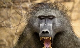 Sư tử đói săn 'bừa' khỉ đầu chó