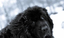 Giống chó của Stalin, đặc điểm tính cách và ngoại hình 