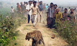 Hơn 1.000 người Ấn Độ thiệt mạng vì động vật hoang dã